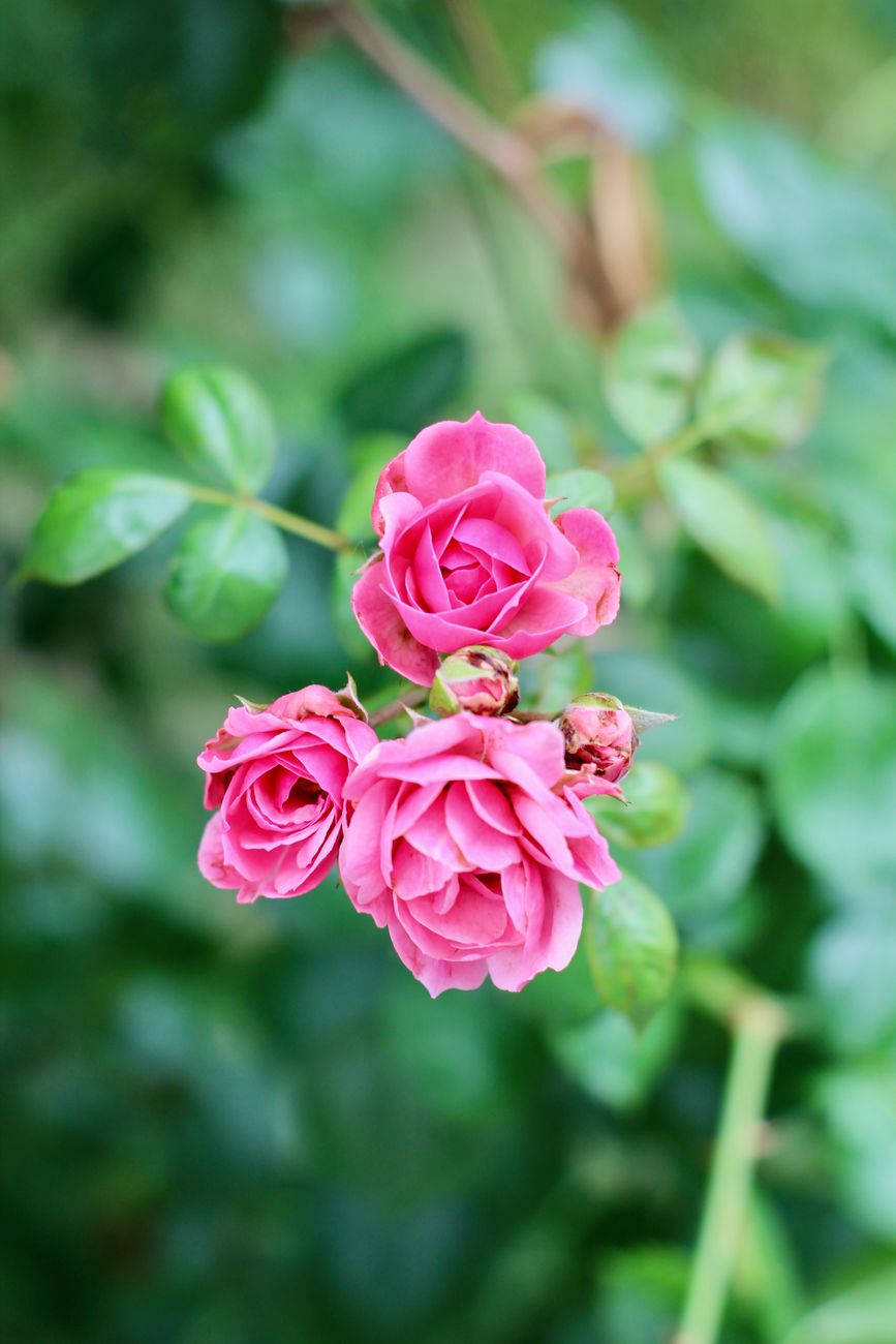 Rosa Preservada San Valentín