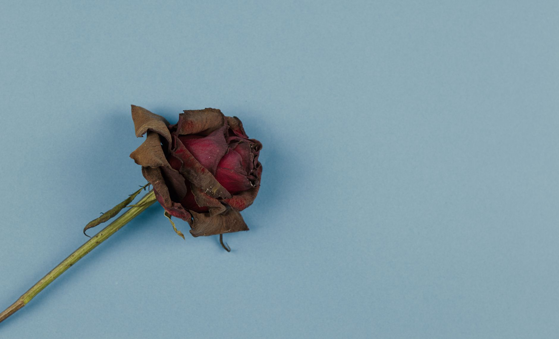 ¿Cuánto duran las rosas preservadas? Guía completa de vida útil y cuidados