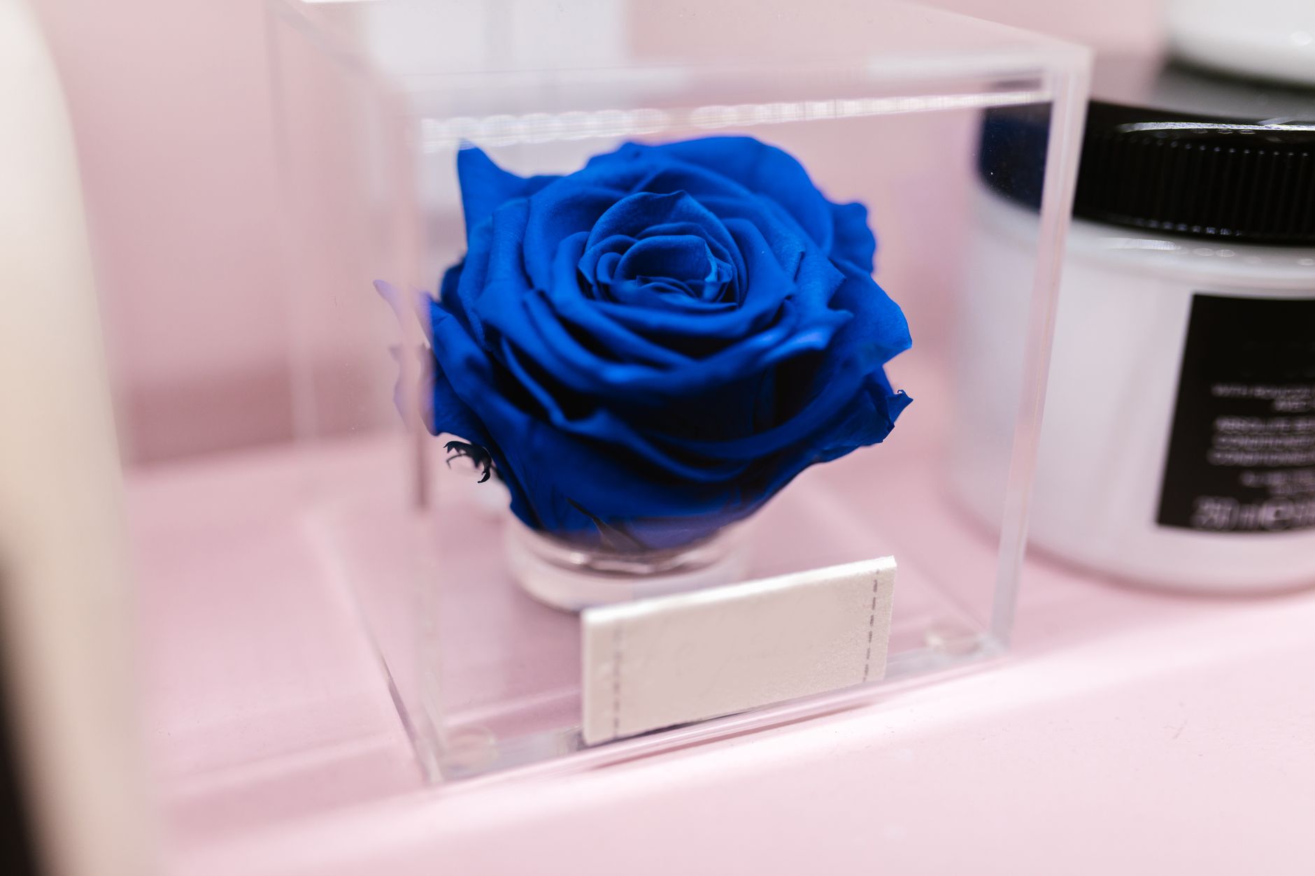 ¿Rosa eterna, seca o natural? Guía para elegir bien