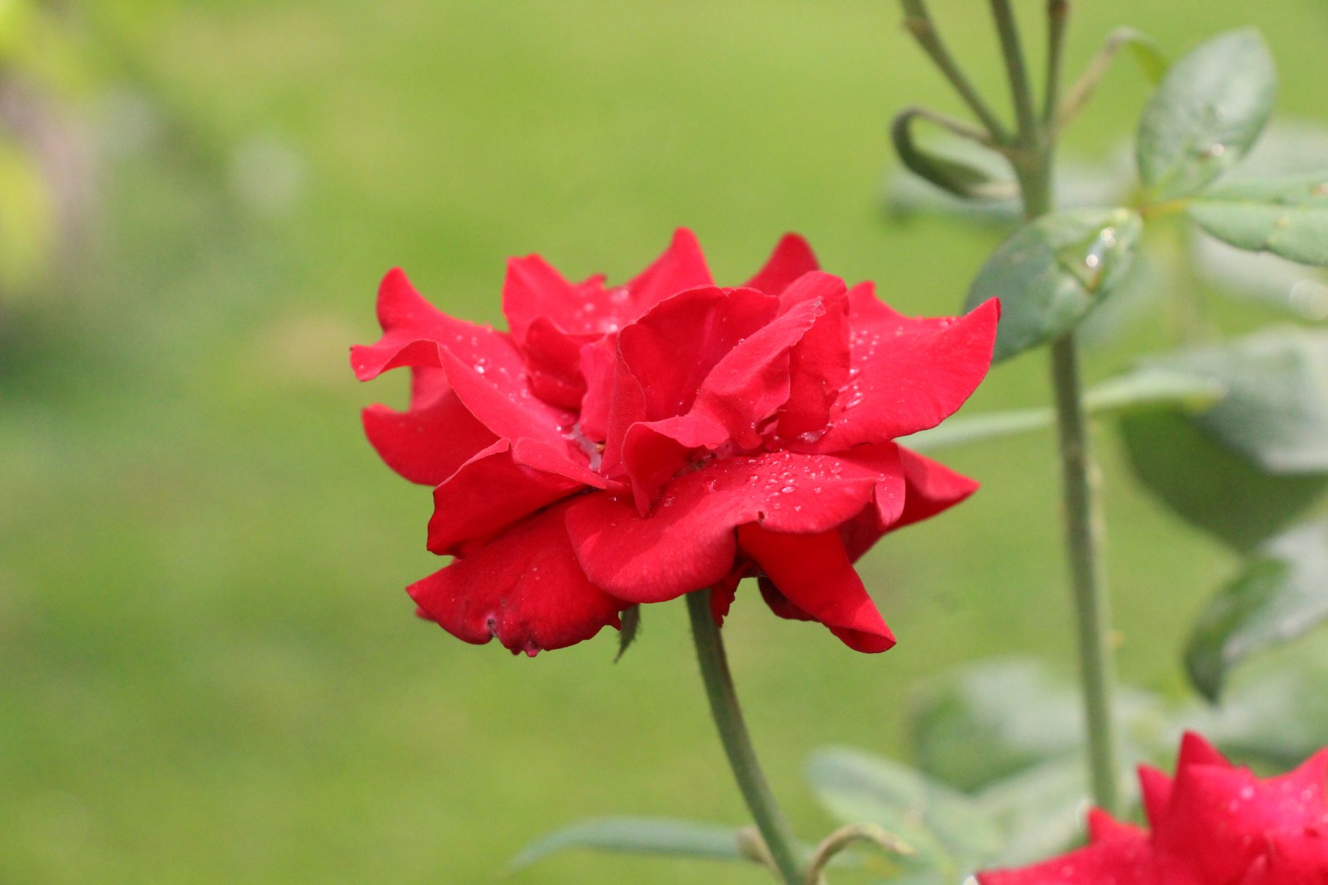 Rosas preservadas para San Valentín