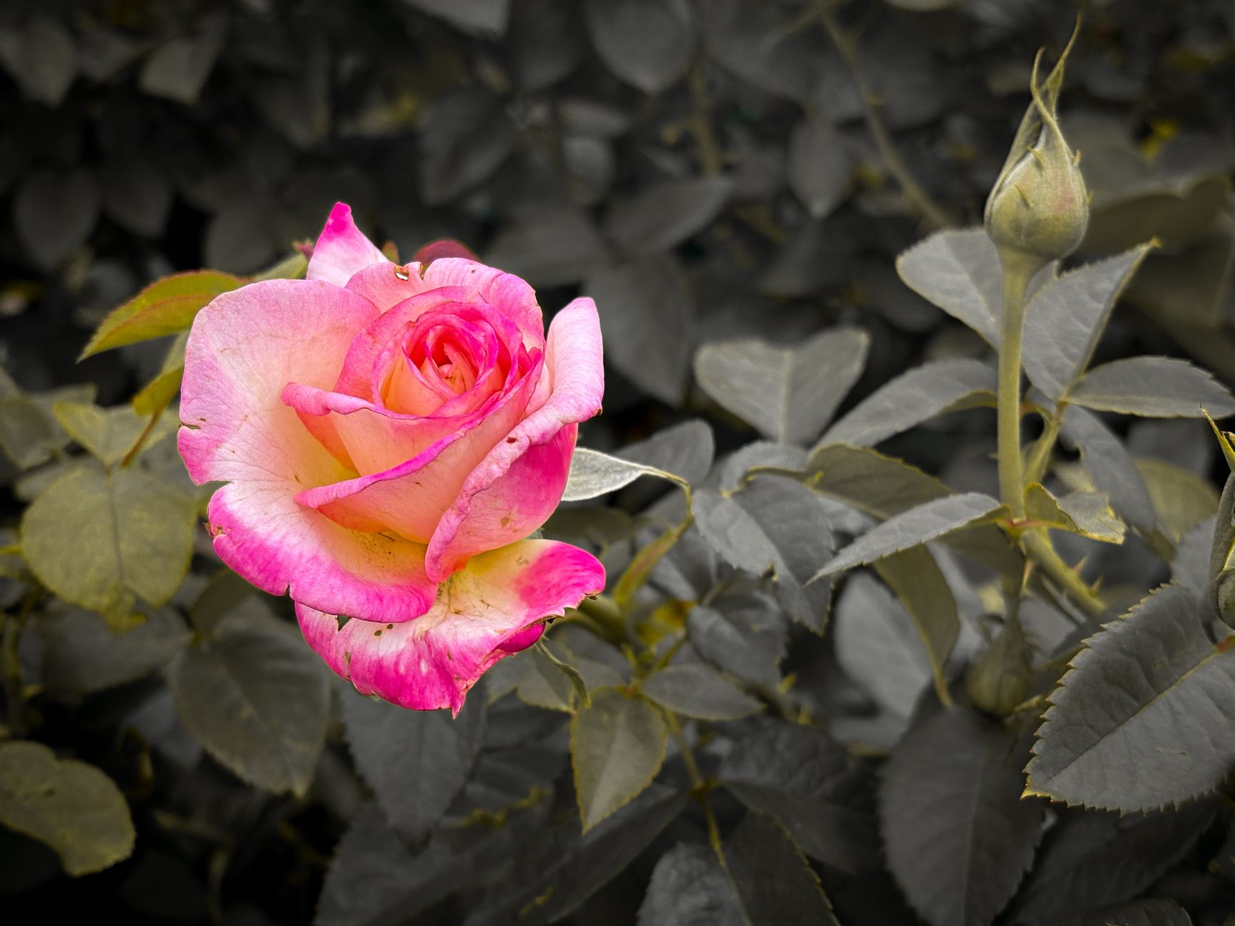 El significado de cada color de rosa preservada