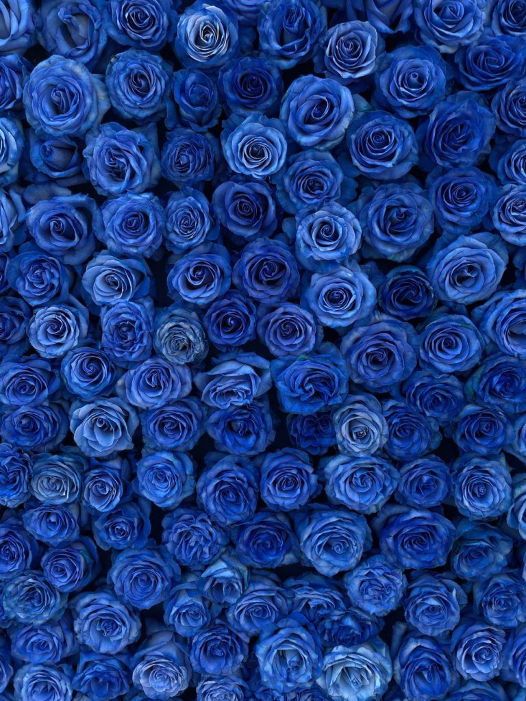 Rosa Eterna Azul