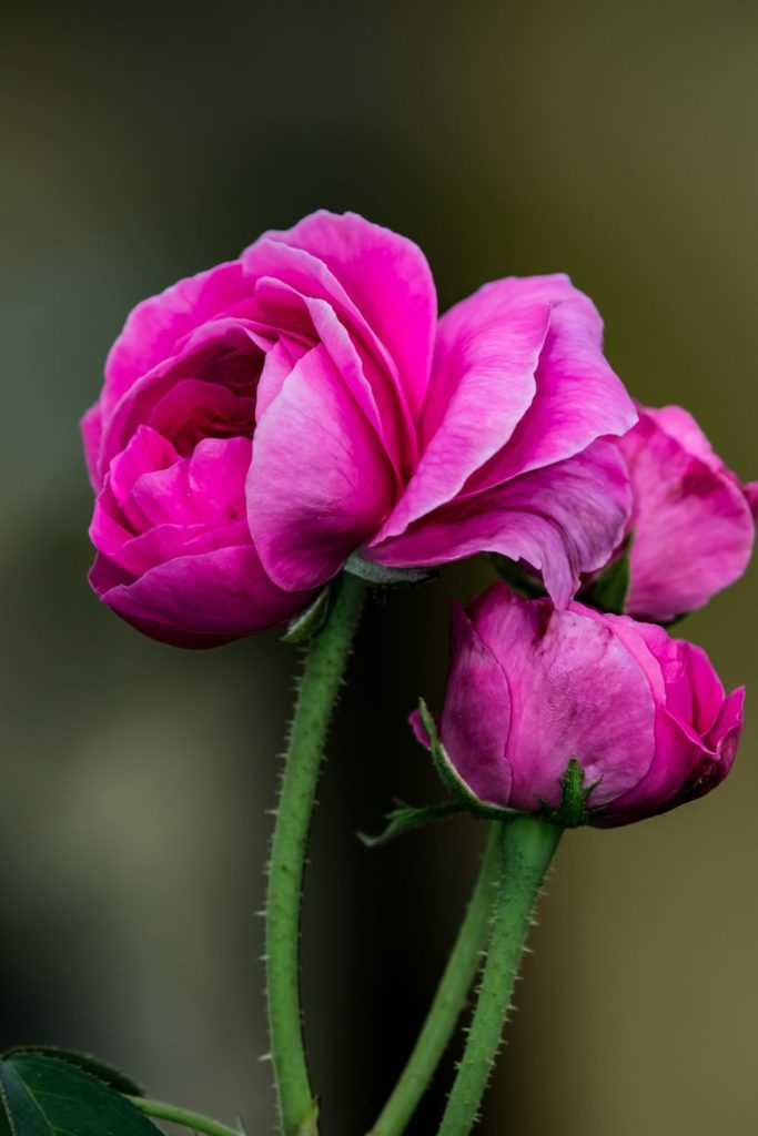 Cúpula Eterna Rosa Rosa