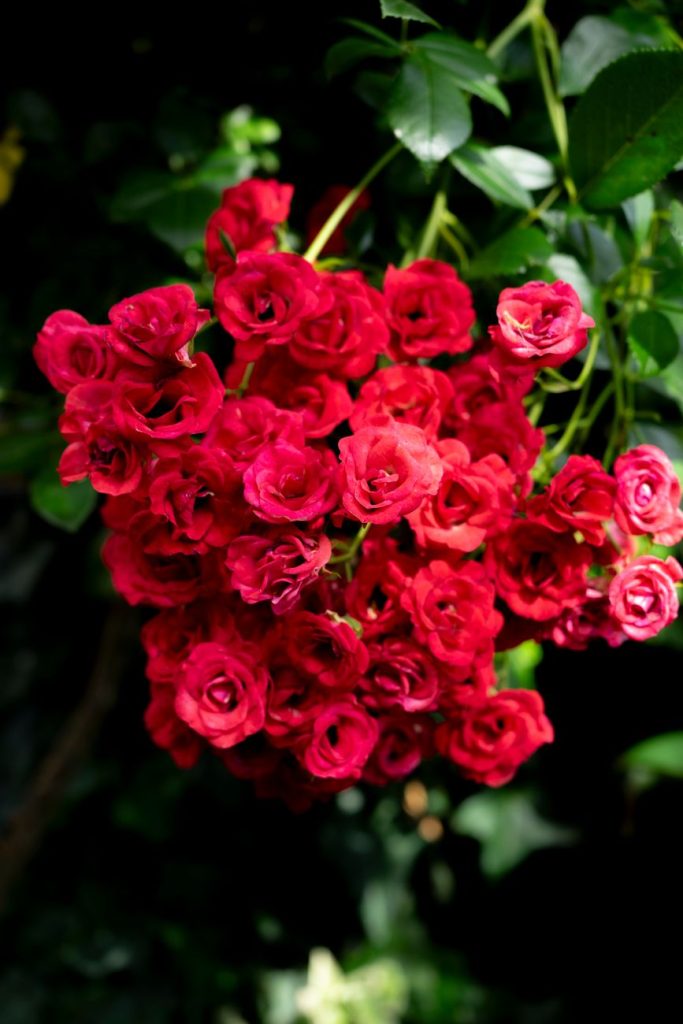 Rosa Eterna de Aniversario