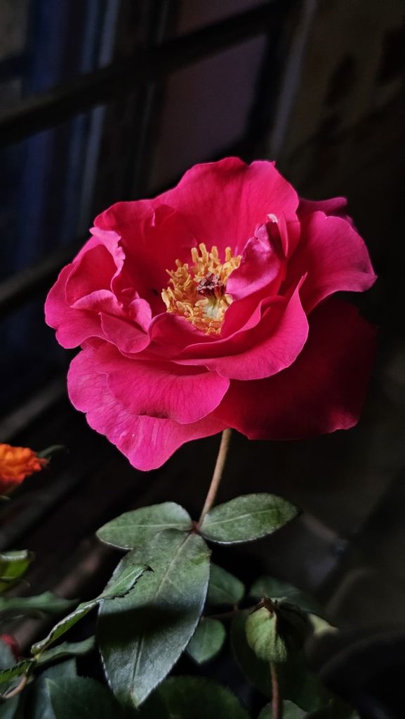 Rosa Eterna para el DÃa de la Madre