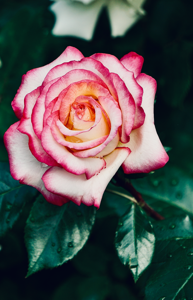 Rosa Eterna Premium DÃa del Padre