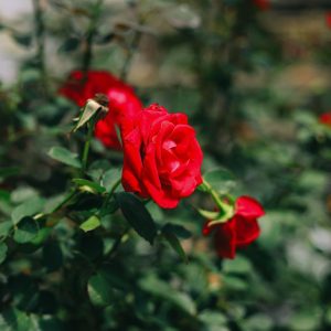 Rosa Eterna de Cumpleaños