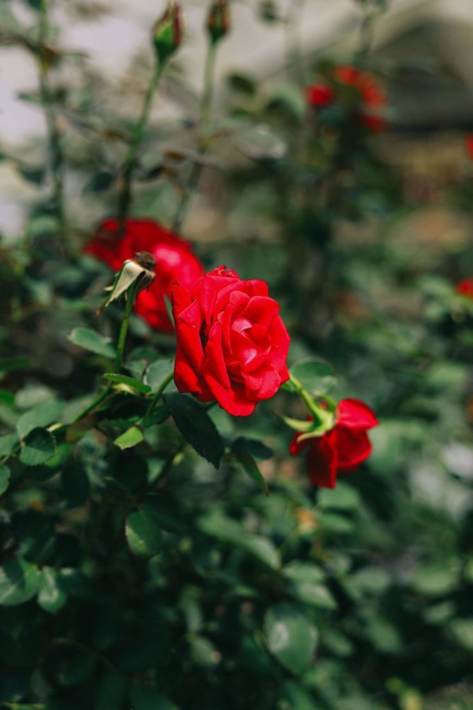 Rosa Eterna de Cumpleaños