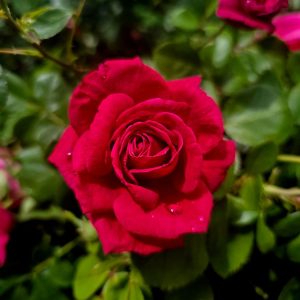Conjunto de Rosas Eternas
