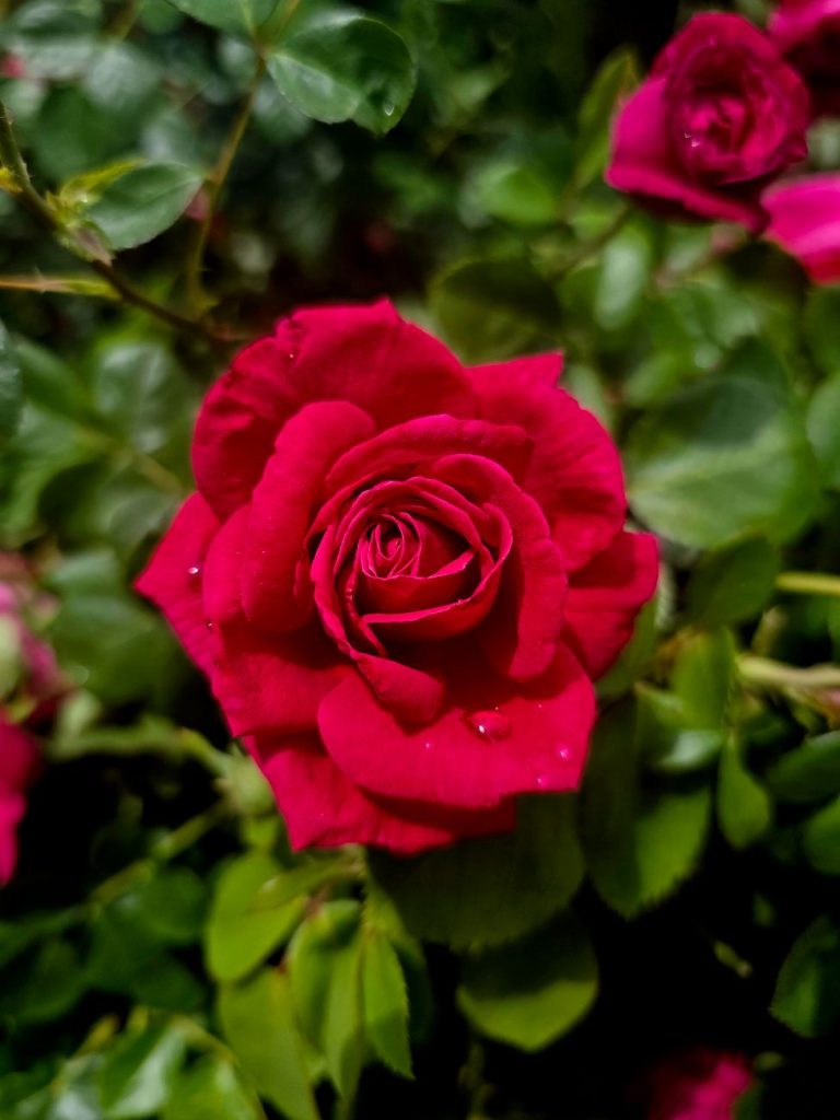 Conjunto de Rosas Eternas