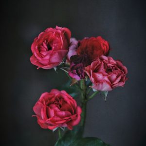 Rosa Eterna Colección Exclusive