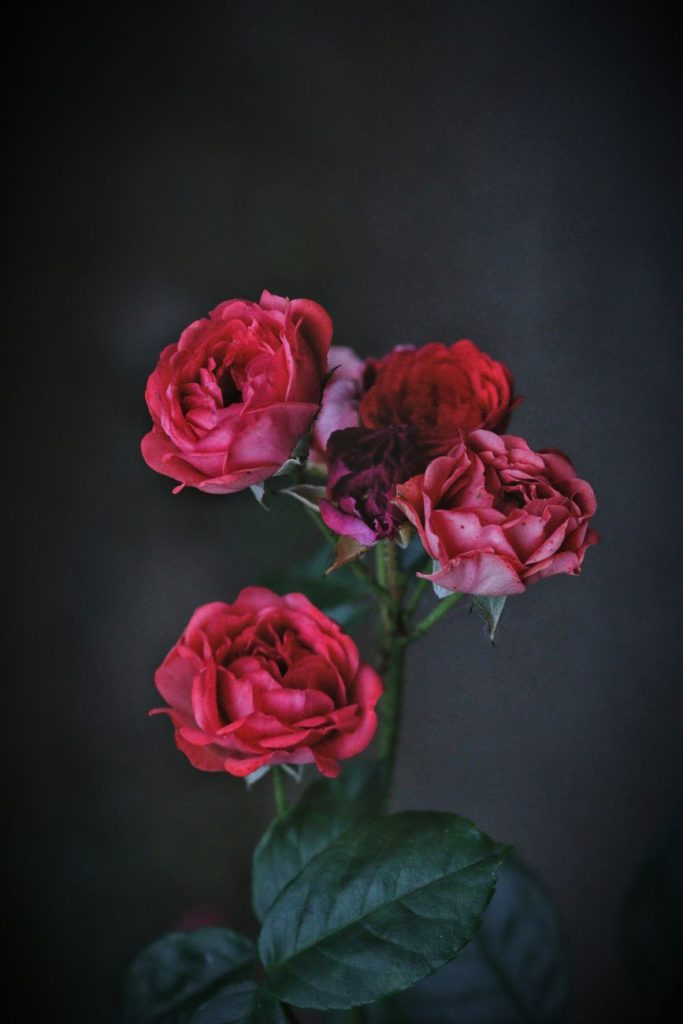 Rosa Eterna Colección Exclusive